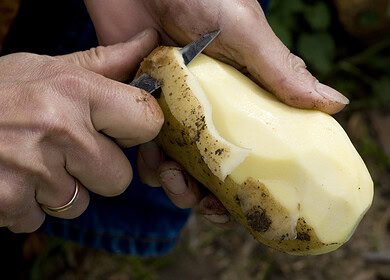 10 tips for growing potatoes in a small garden