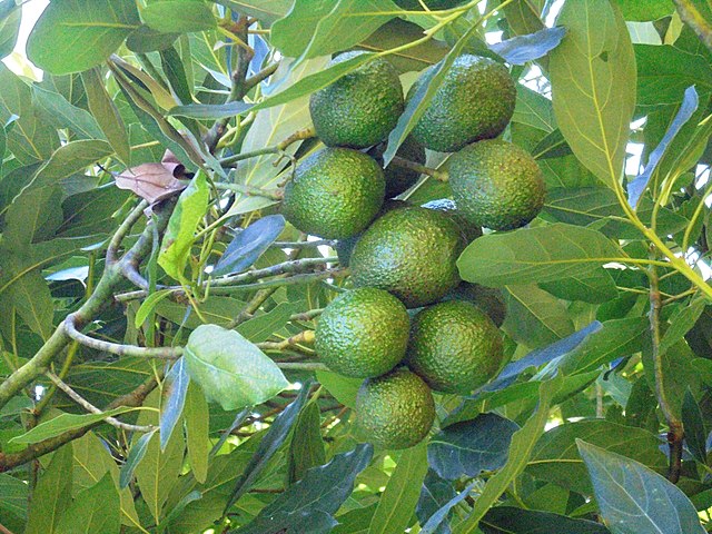 Burundi’s avocado farmers gain ground in global markets