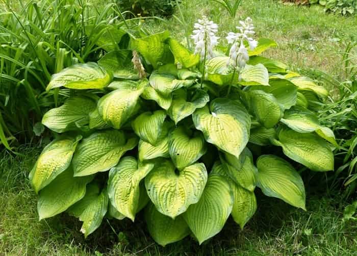 Essential tips for growing and fertilizing your Hosta plant