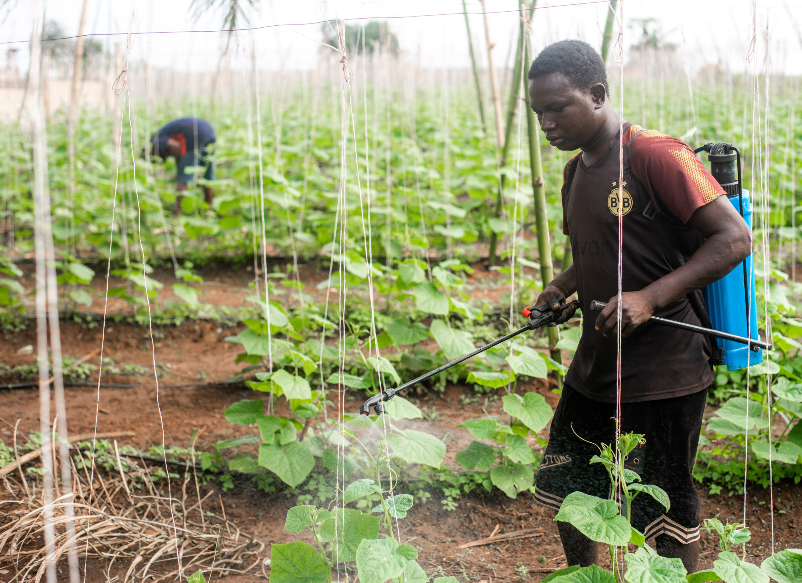Nigeria faces severe hunger crisis affecting 33 million people