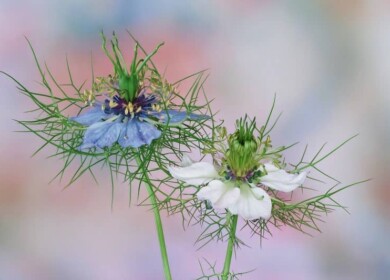 Nigella or black cumin — how to grow in the garden