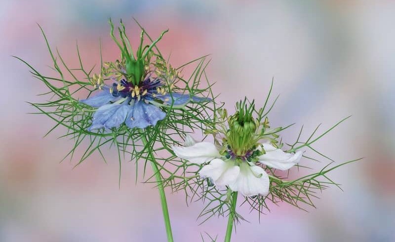 Nigella or black cumin — how to grow in the garden