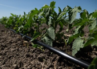 Rivulis’ new drip line offers promise for high-yield crops on difficult landscapes