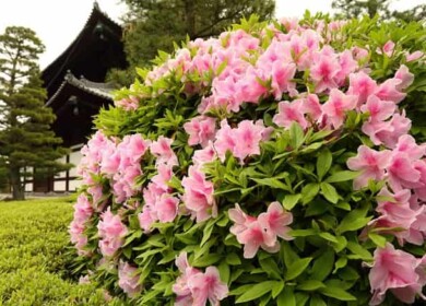 How to grow and care for rhododendron before and after flowering