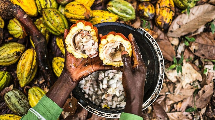Chocolate makers struggle with soaring cocoa costs during festive season