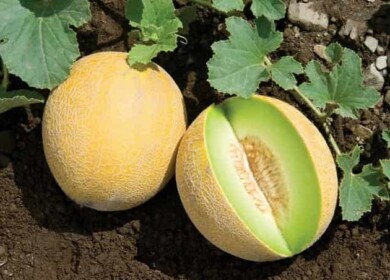 How to plant and grow sweet melon in your garden