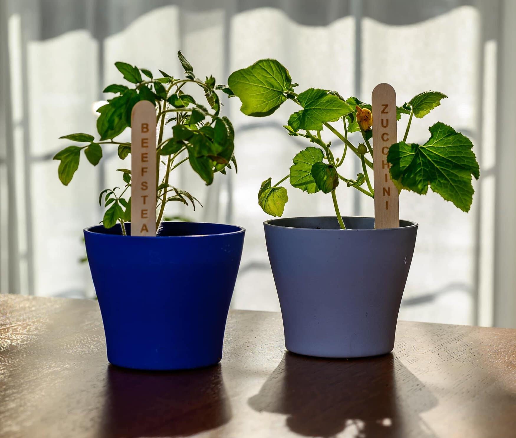 Push N’Grow launches all-natural seed sticks to educate on sustainable gardening