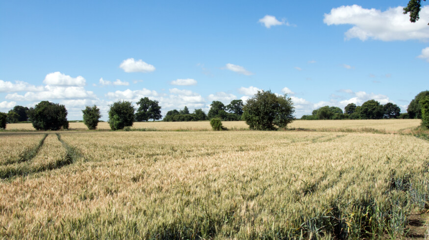 UK farmers face glyphosate resistance challenge for the first time