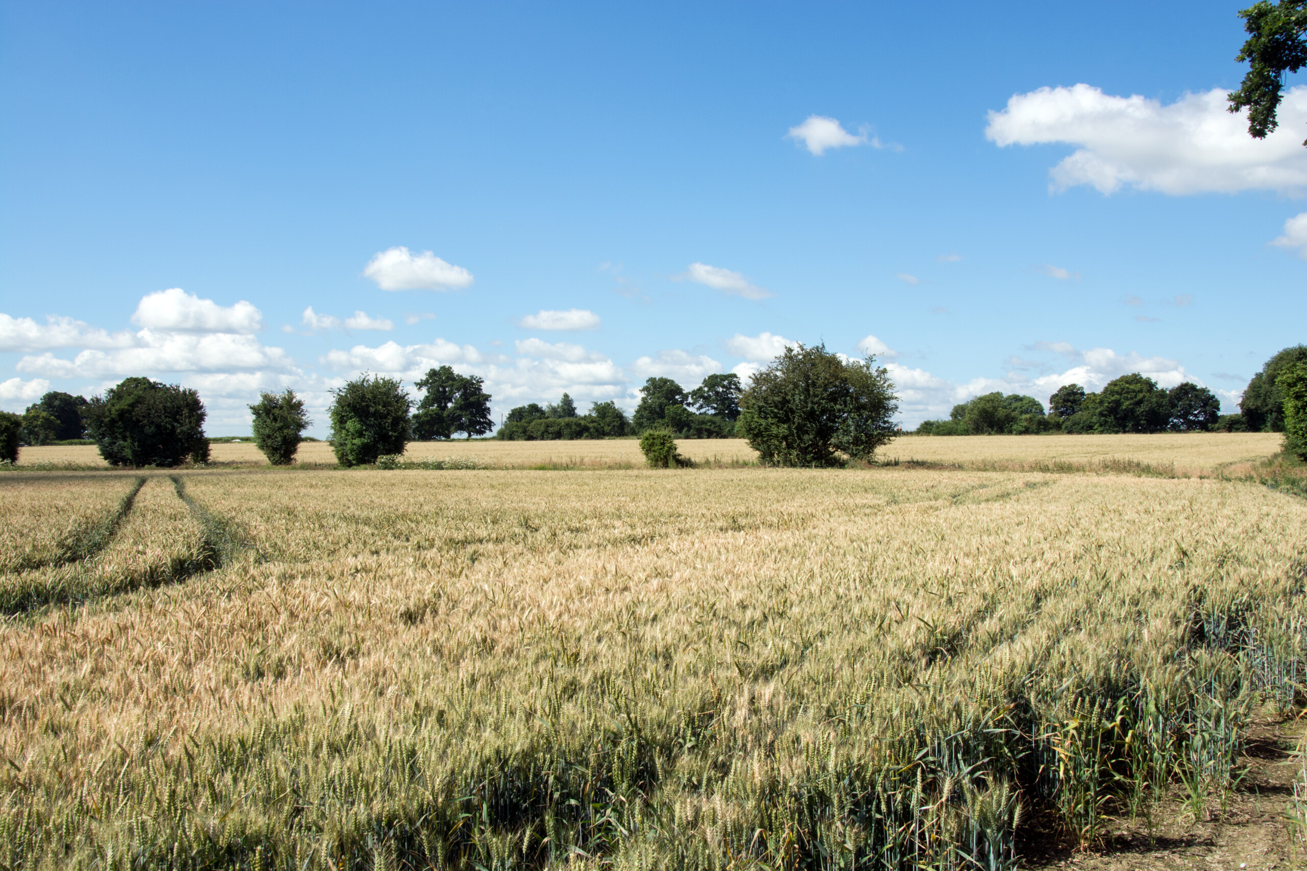 UK farmers face glyphosate resistance challenge for the first time