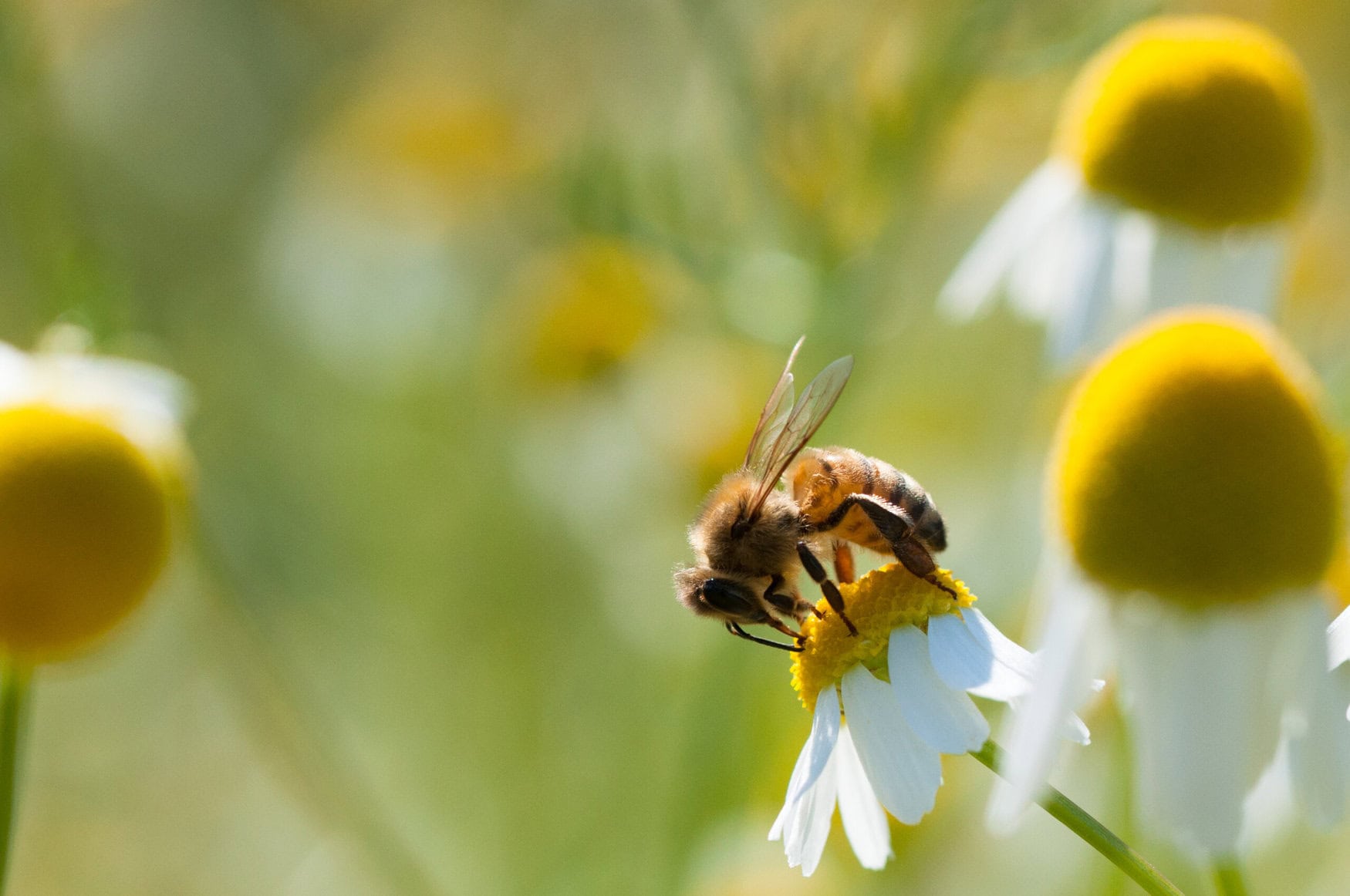 UK government bans emergency use of neonicotinoid pesticides