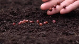 Seed gene-editing startup Inari eyes commercialization with $144 million round