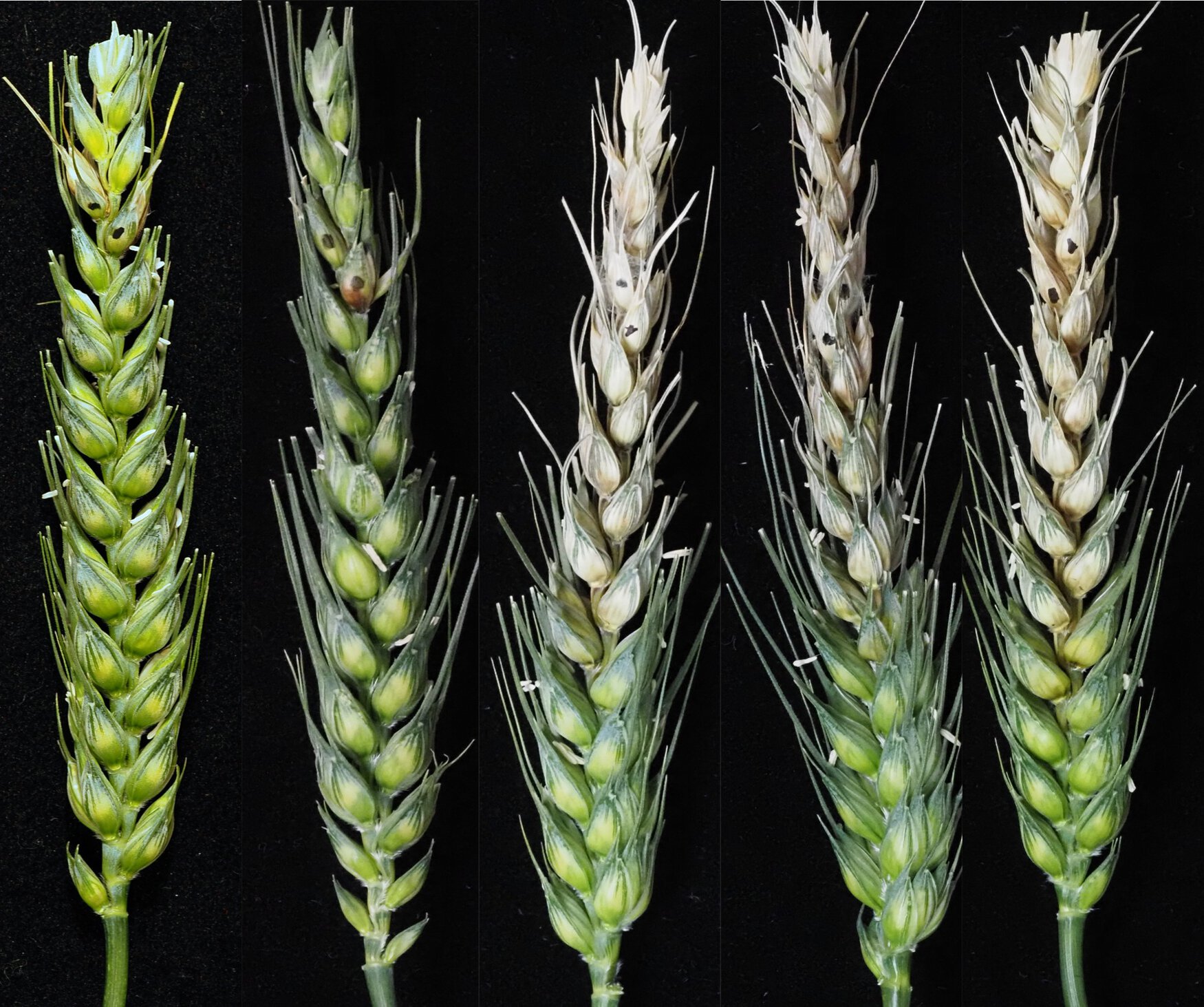 Understanding Fusarium graminearum’s spread through wheat