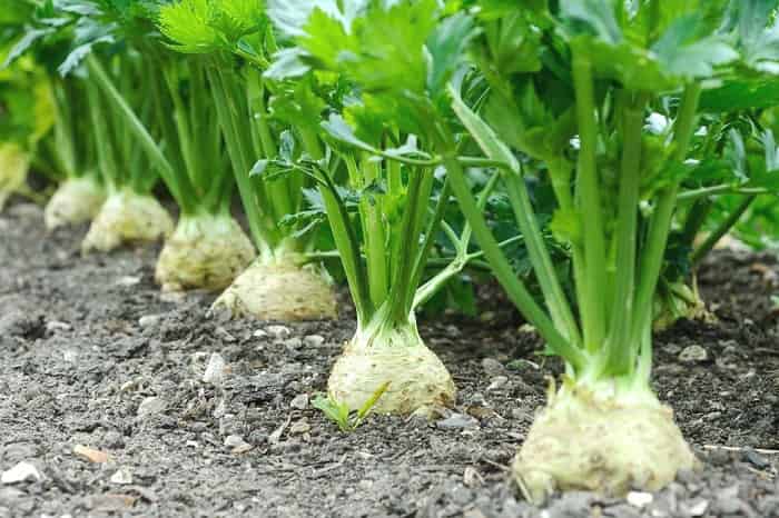 Growing celery root in your garden: planting, fertilizing and caring instructions