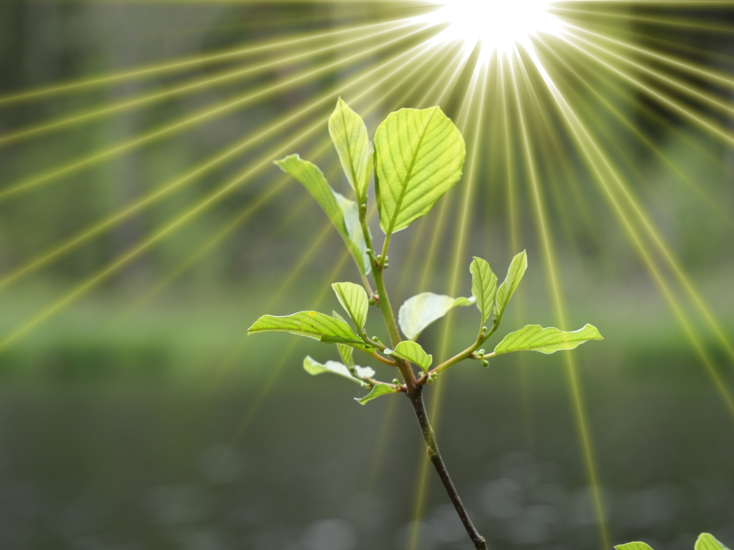 Microplastic could be reducing photosynthesis rates by up to 18% — study