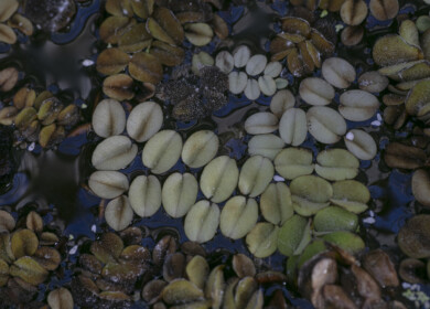 Louisiana weevils deployed to combat invasive water plants in South Africa