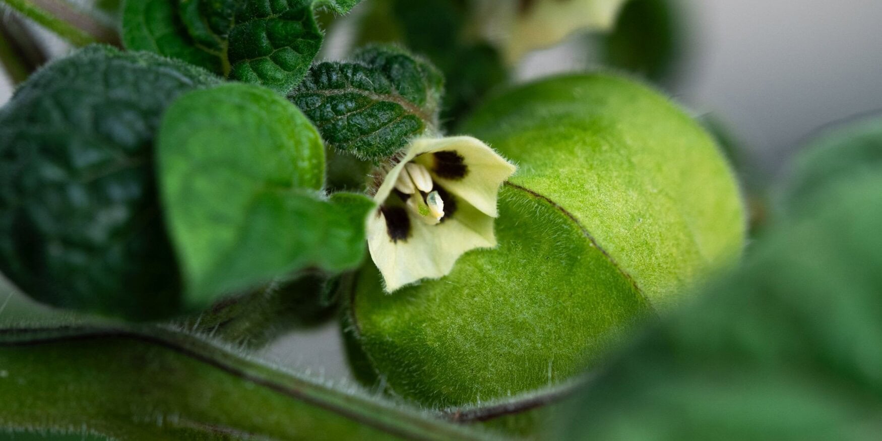 German scientists develop physalis-based agricultural biopesticides