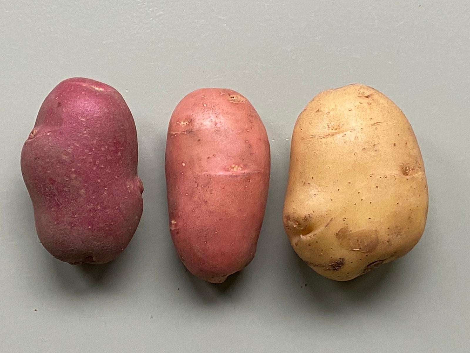 Dutch Board grants rights to first skin-grafted potato