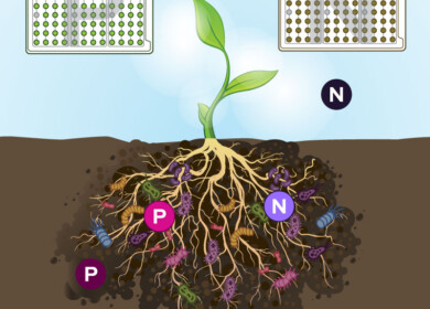 Biolog’s RhizoPlates assist in detecting nitrogen-fixing and phosphate-solubilizing bacteria