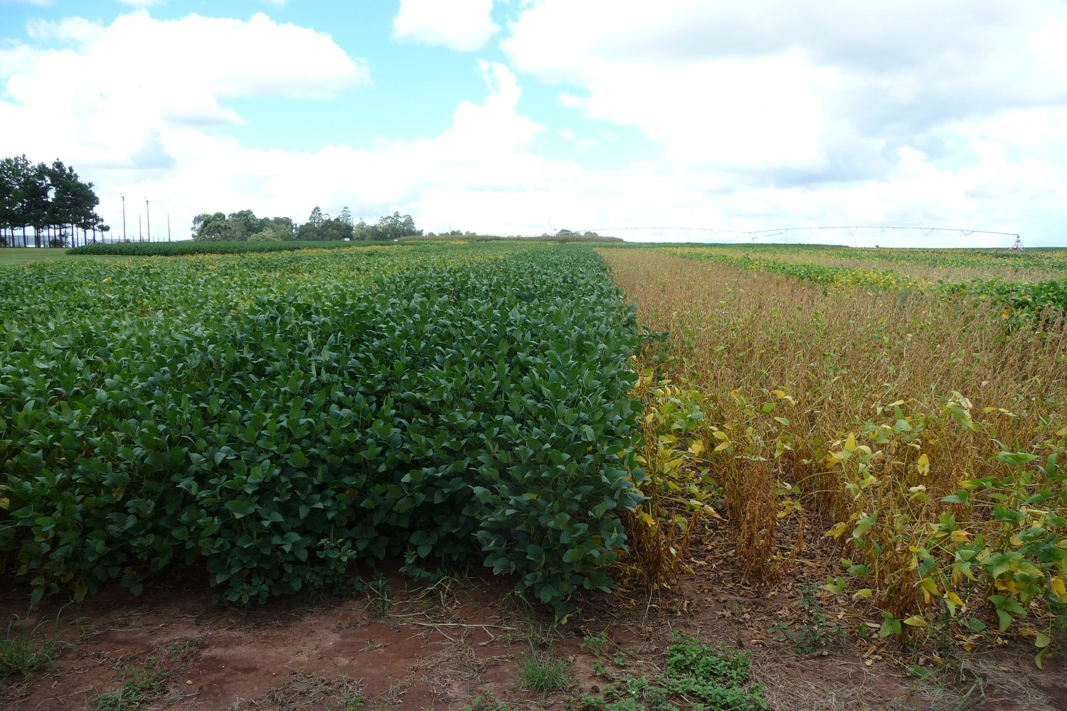 2Blades and Bayer extend partnership to strengthen Soybean Rust resistance
