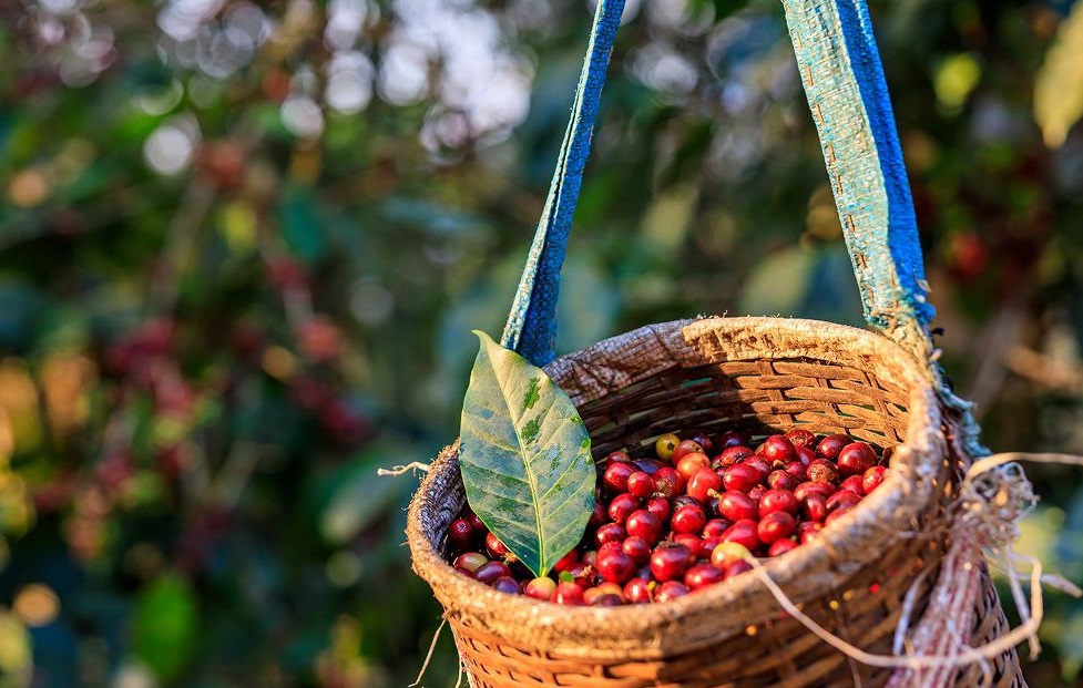 EuroChem promotes its complex fertilizers to coffee growers in Brazil