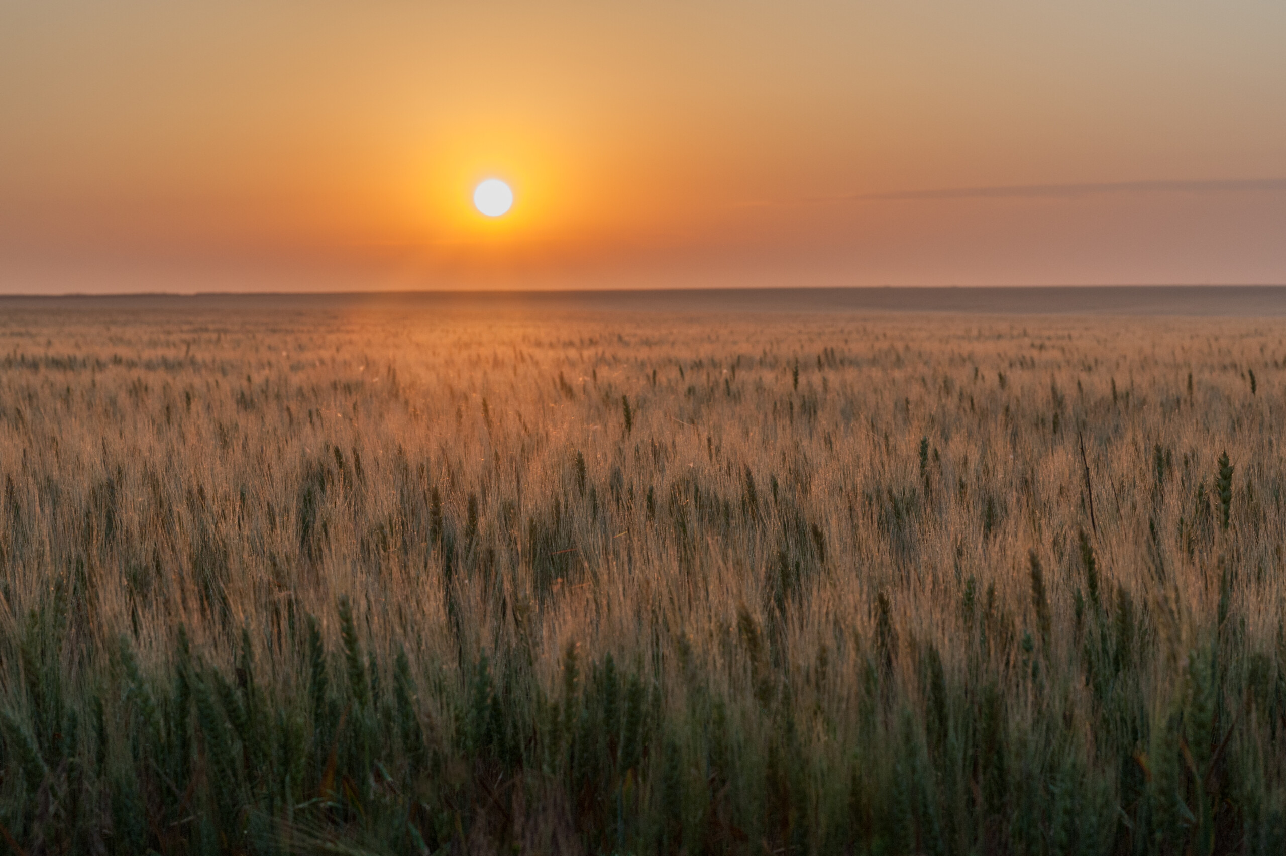 Delayed planting and volatile weather raise concerns for Oklahoma wheat crop