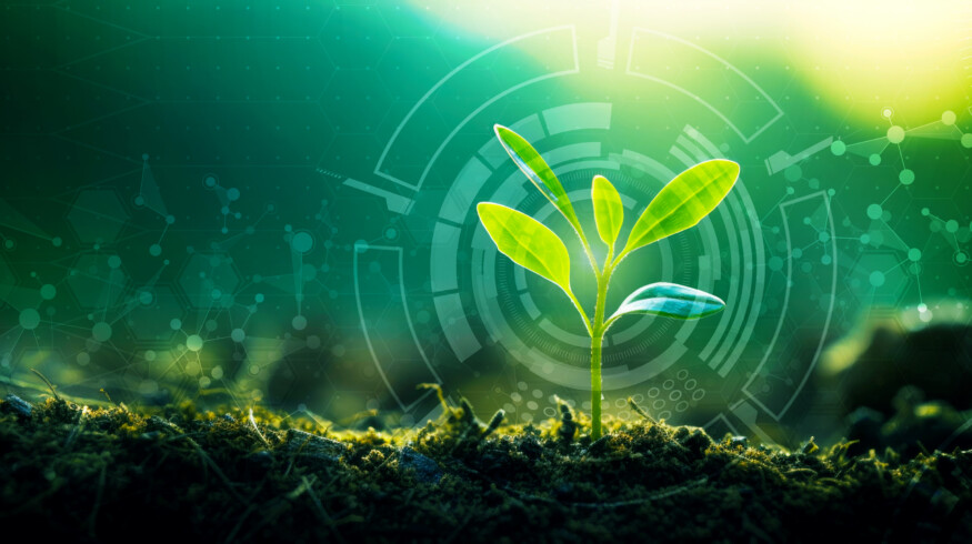 Researchers discovered new plant tissue which regulates nutrient flow to developing seeds