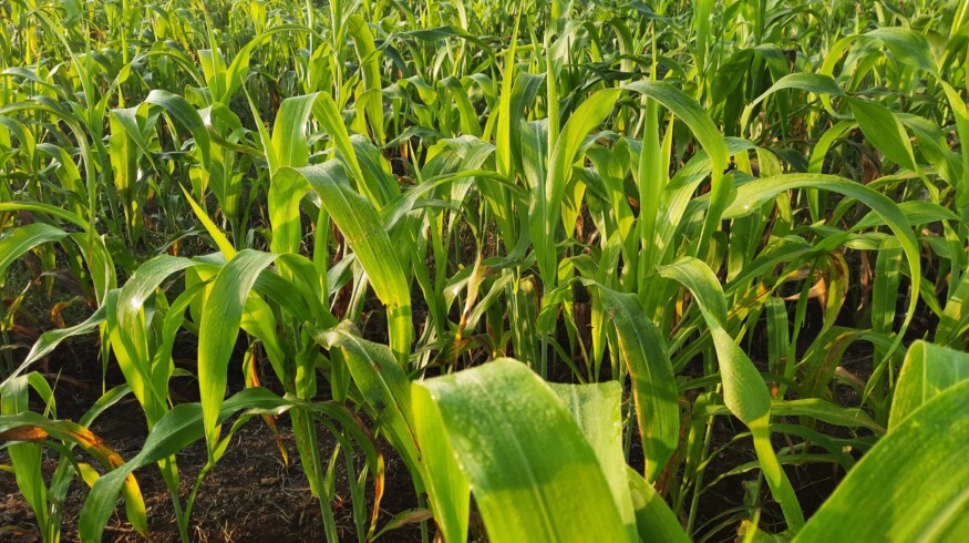 Iowa State University highlights management strategies to reduce prussic acid risk in sorghum forage