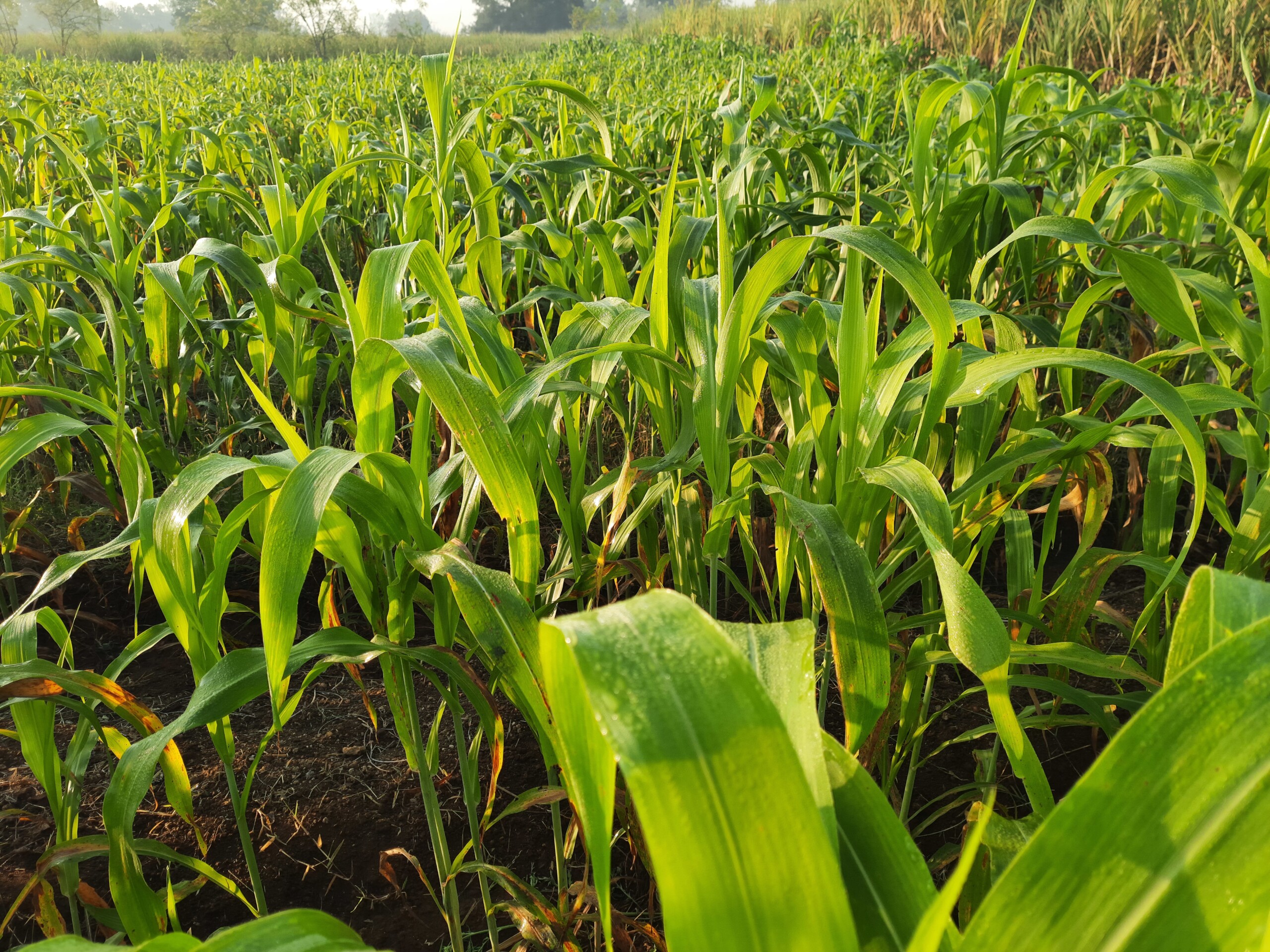 Iowa State University highlights management strategies to reduce prussic acid risk in sorghum forage