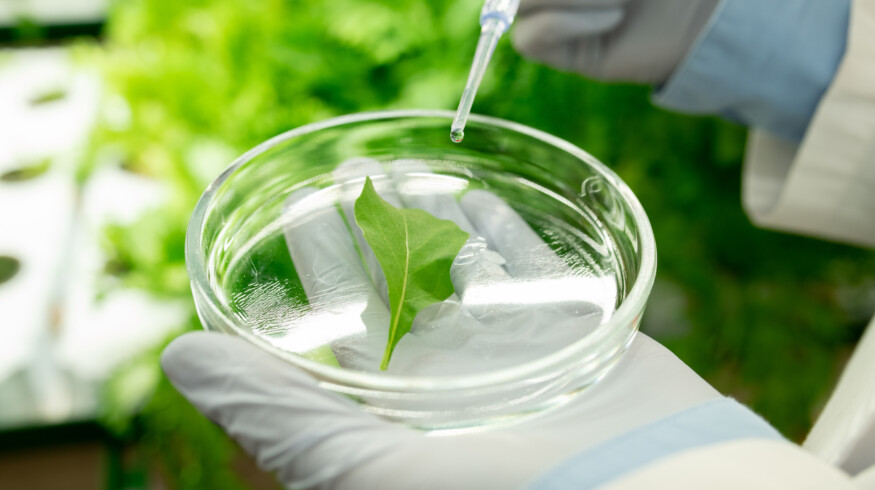 Researchers at Cornell University discovered how plants communicate internal stress