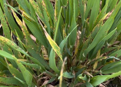 Triple fungicide resistance confirmed in Yorke Peninsula barley