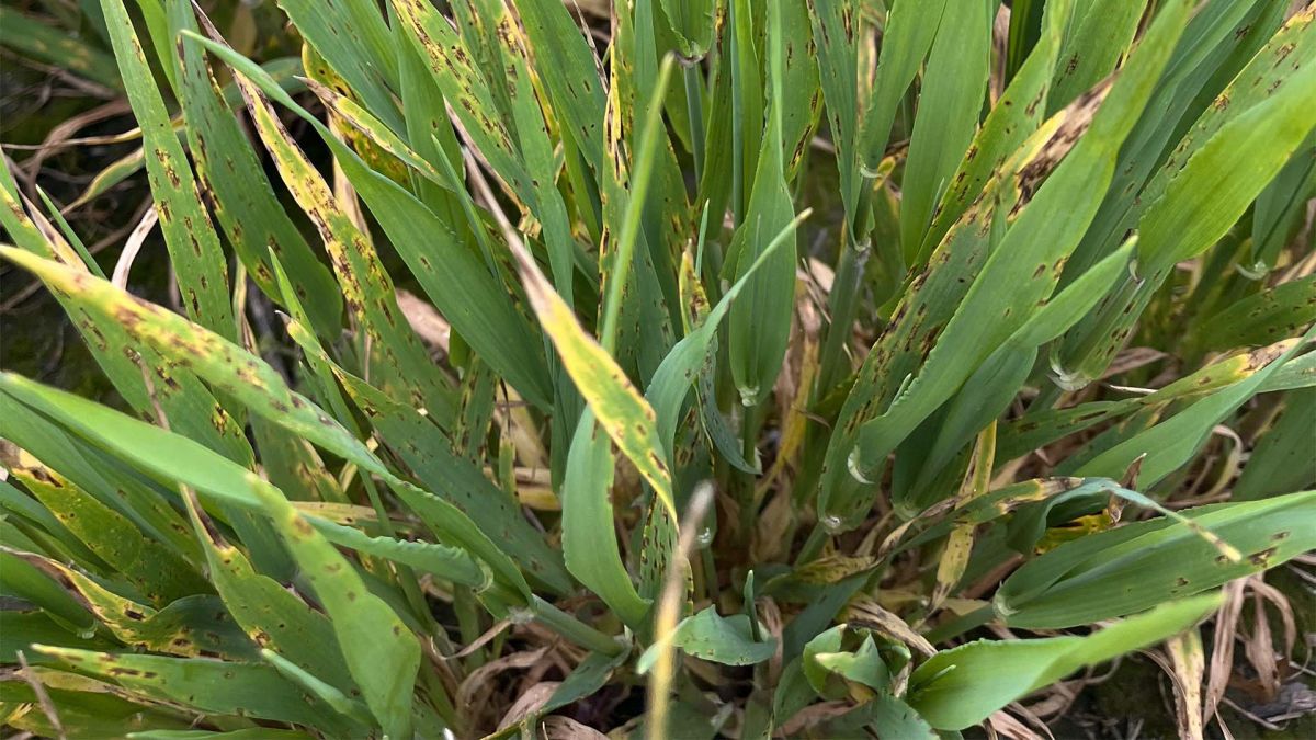 Triple fungicide resistance confirmed in Yorke Peninsula barley