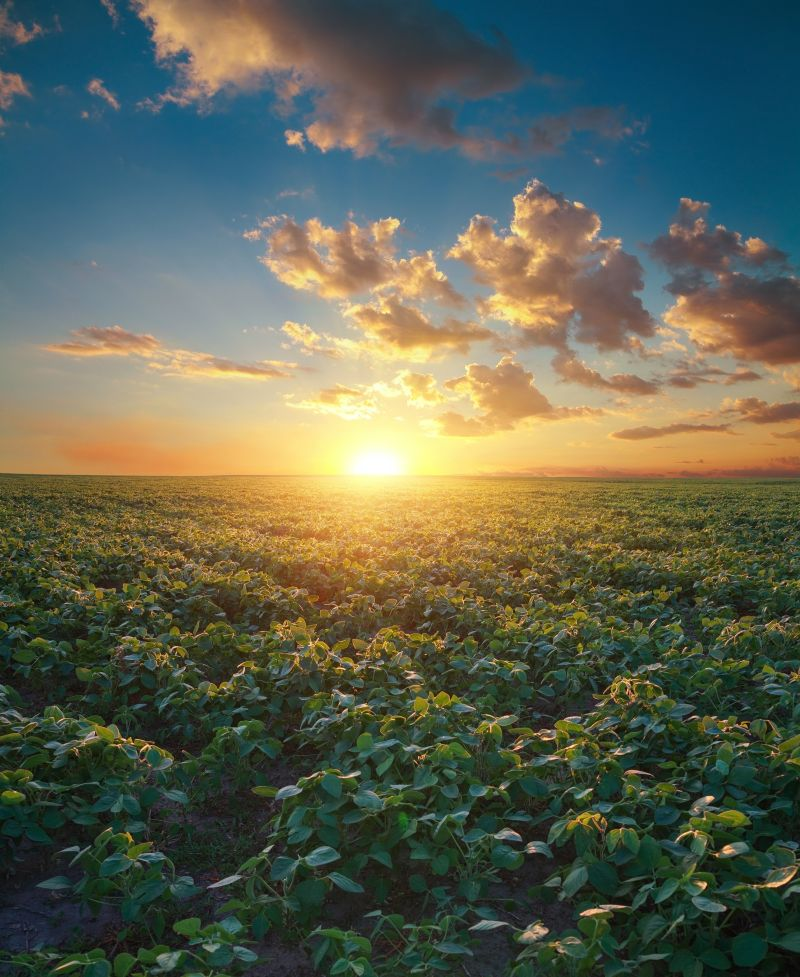 China clears $18 billion Bunge-Viterra merger under strict supply conditions