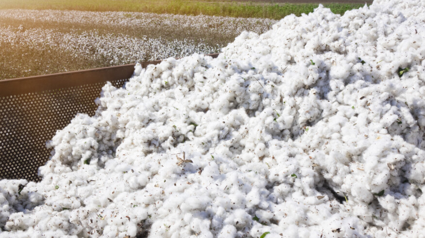 ADM and PYCO to combine Texas cottonseed facilities