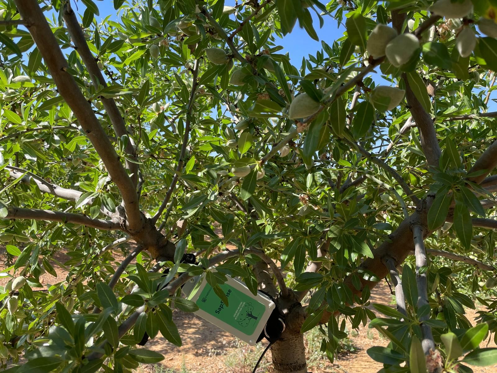 Treetoscope and Nutrien partner to advance precision irrigation in the Americas