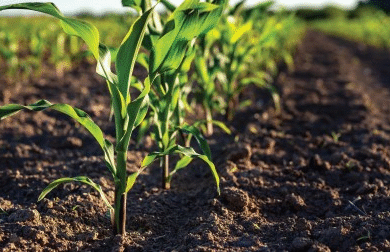 MustGrow to distribute Phospholutions’ RhizoSorb in Canada