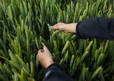 Bayer seeks new herbicide approval in US, Canada, Brazil and EU