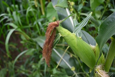 Pepsico and Cargill to expand regenerative agriculture across 240,000 Iowa acres