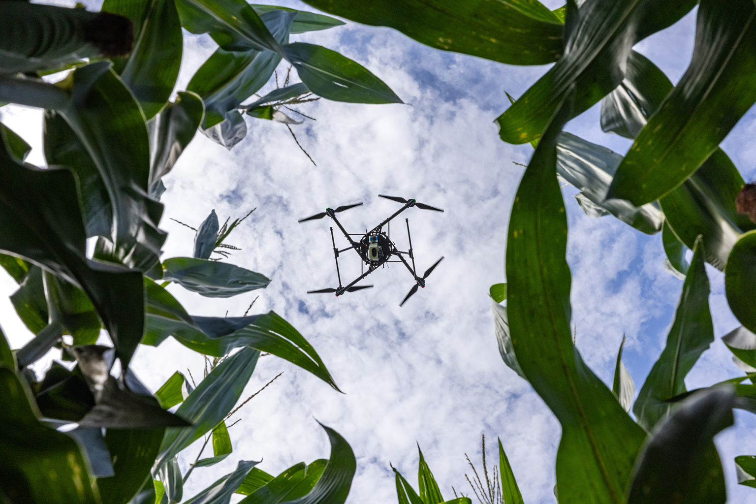Drones and AI offer faster corn health checks, study finds