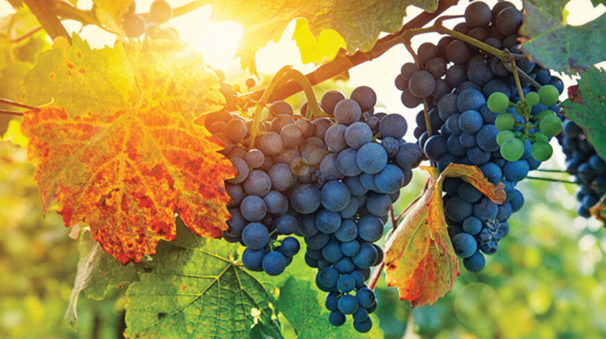 Eden Research posts interim loss but outlines expansion plans