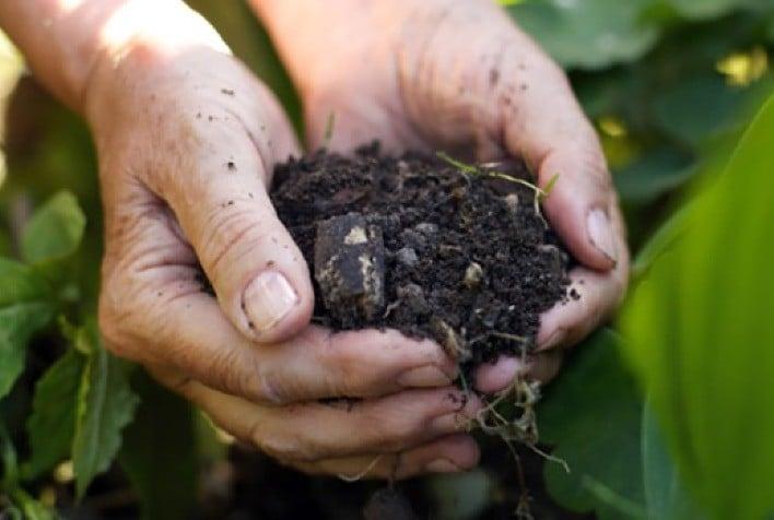 Brazil joins Budapest treaty, strengthening bioinputs and biotech sector