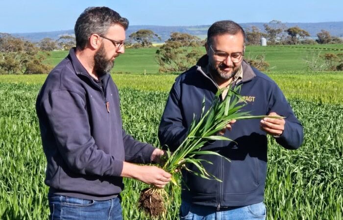 AGT releases new wheat varieties to strengthen Australia’s export portfolio