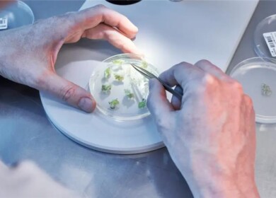 KWS and Shunfeng Bio sign global licensing deal for gene editing in plant breeding