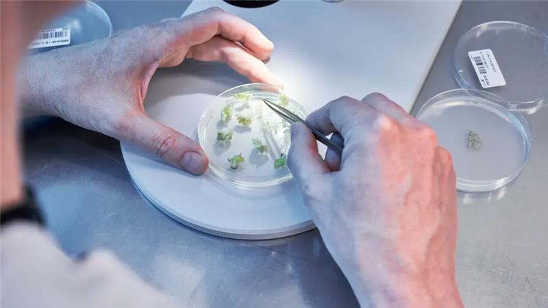 KWS and Shunfeng Bio sign global licensing deal for gene editing in plant breeding