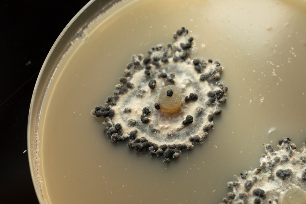 Soil fungus shows potential to replace chemical fungicides