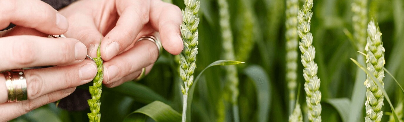 Lantmännen invests SEK 100 million in new plant breeding facility in Svalöv