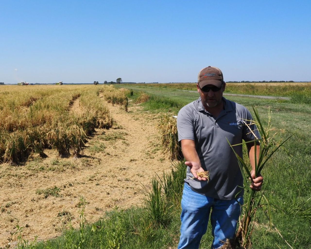 Walmart, Kellanova and Indigo Ag form partnership to advance regenerative farming in Arkansas