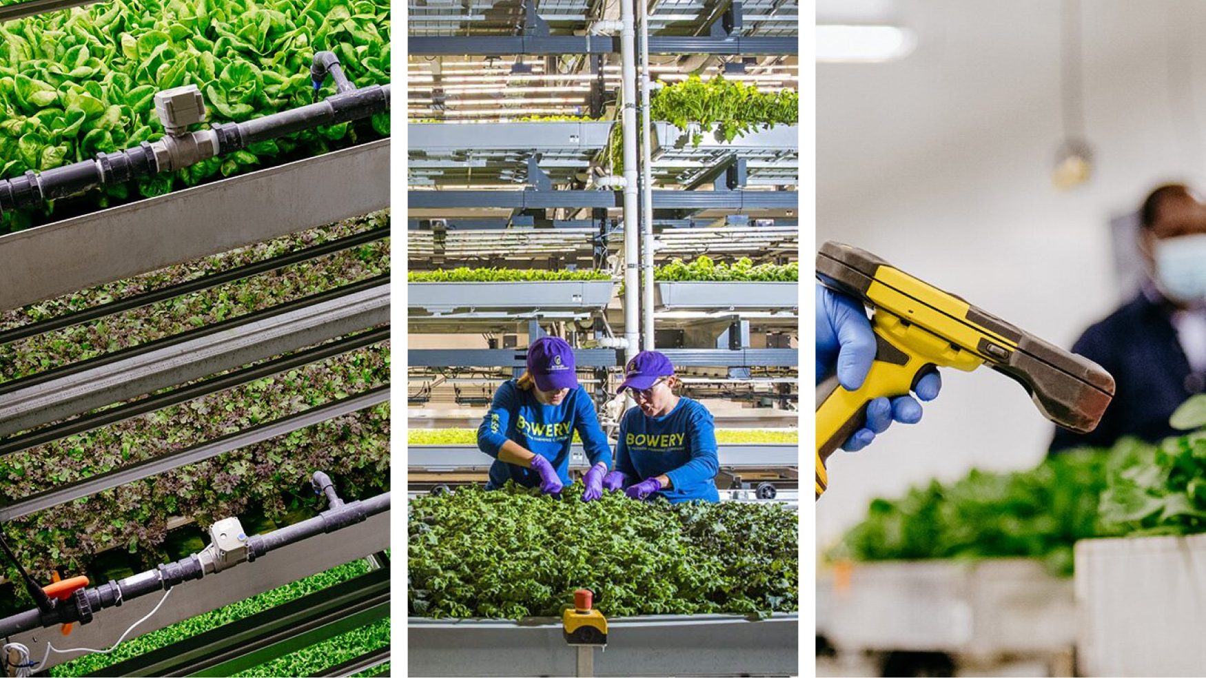 Bowery Farming’s $70M Georgia vertical farm heads to liquidation as startup’s collapse triggers nationwide sell-offs