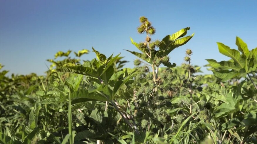 Casterra and Fantini partner to mechanize large-scale castor farming for biofuel growth