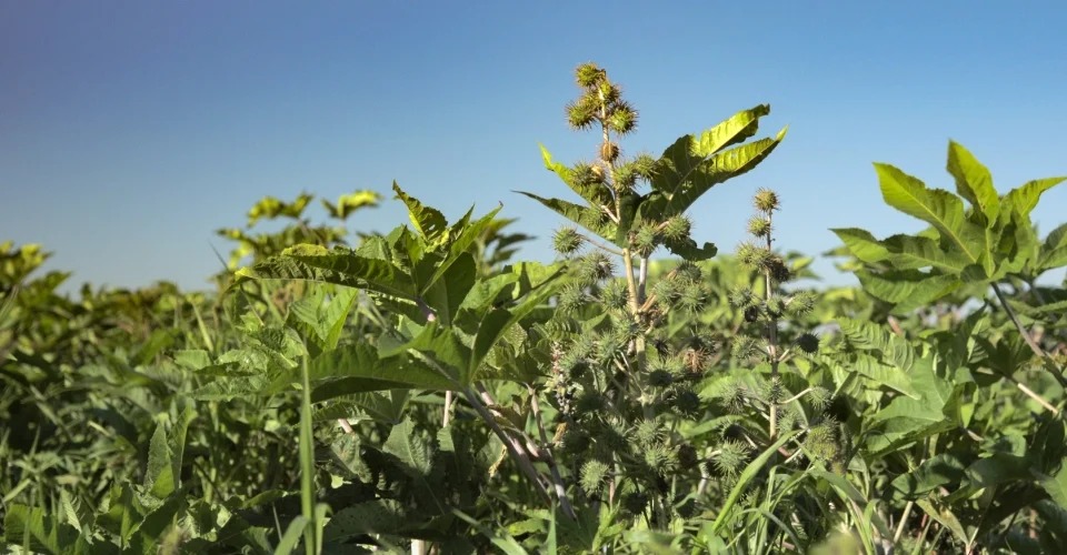 Casterra and Fantini partner to mechanize large-scale castor farming for biofuel growth