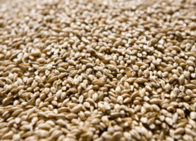 Syngenta launches CruiserMaxx Vibrance Elite — new fungicide and insecticide seed treatment premix for U.S. cereal crops